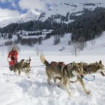 Chiens de traineau La Clusaz