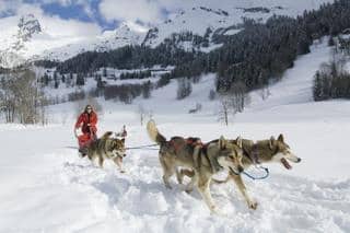 chien de traineau la clusaz incentive